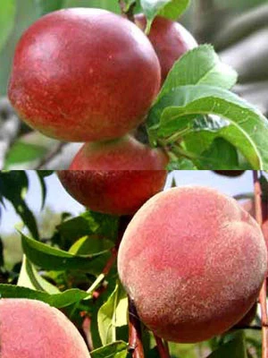 Duo-Baum - Pfirsich Und Nektarine 3 Duo-Baum - Pfirsich Und Nektarine