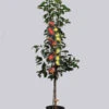 Duo-Apfelbaum - Topaz Und Pinova -Giardino 24 duo topaz pinova 1280x1280