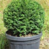Eiben-Kugel, Taxus Baccata 1 Eiben-Kugel, Taxus Baccata -Giardino 24 eibe kugel 1280x1280