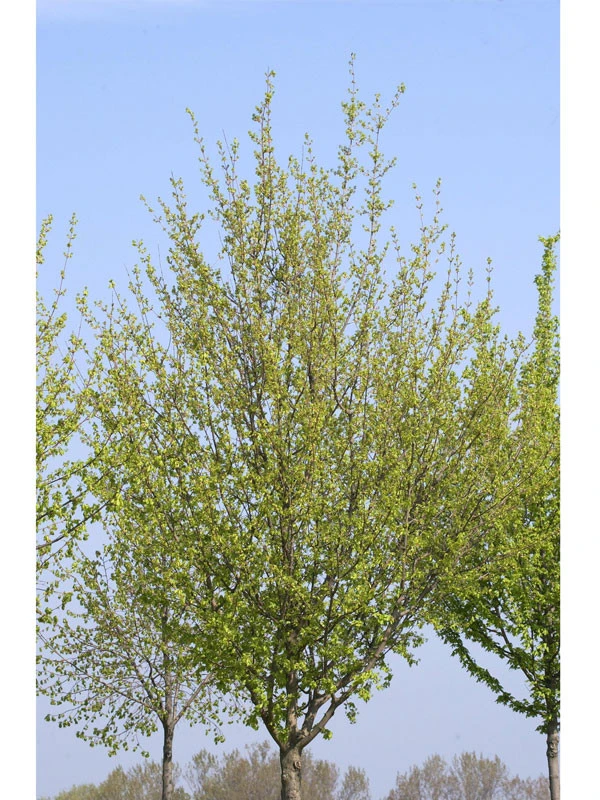 Acer Campestre 'Elsrijk', Kegel-Feldahorn - Hochstamm 4 Acer Campestre 'Elsrijk', Kegel-Feldahorn - Hochstamm – Bild 2