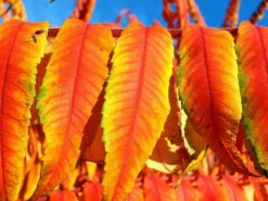 Rhus Typhina 'Tiger Eyes', Essigbaum 10 Rhus Typhina 'Tiger Eyes', Essigbaum -Giardino 24 essigbaum tiger orange 1280x1280