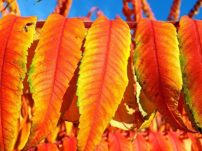 Rhus Typhina 'Tiger Eyes', Essigbaum 6 Rhus Typhina 'Tiger Eyes', Essigbaum – Bild 4