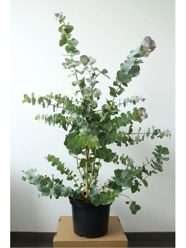 Eucalyptus Gunnii, Mostgummi-Eukalyptus 4 Eucalyptus Gunnii, Mostgummi-Eukalyptus – Bild 2