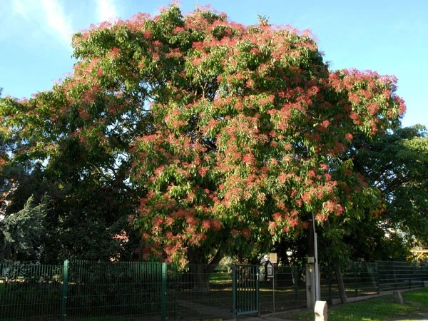 Euodia Hupehensis, Tetradium Hupehensis Honigesche, Bienenbaum 4 Euodia Hupehensis, Tetradium Hupehensis Honigesche, Bienenbaum – Bild 2