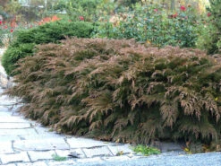 Microbiota Decussata, Fächer-Wacholder -Giardino 24 faecher wacholder 1280x1280