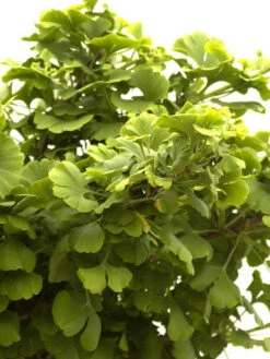 Ginkgo Biloba Mariken, Kugel-Ginkgo - Hochstamm 8 Ginkgo Biloba Mariken, Kugel-Ginkgo - Hochstamm -Giardino 24 faecherblattbaum mariken 1280x1280