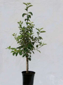 Familien-Apfelbaum - Retina, Rewena, Reanda Und Relinda -Giardino 24 familienapfel j 1280x1280