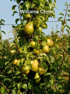 Familien-Birnbaum - Williams+Conference+Gute Luise+Nojabrskaja 8 Familien-Birnbaum - Williams+Conference+Gute Luise+Nojabrskaja -Giardino 24 familienbaum williams55599d168bab8 1280x1280