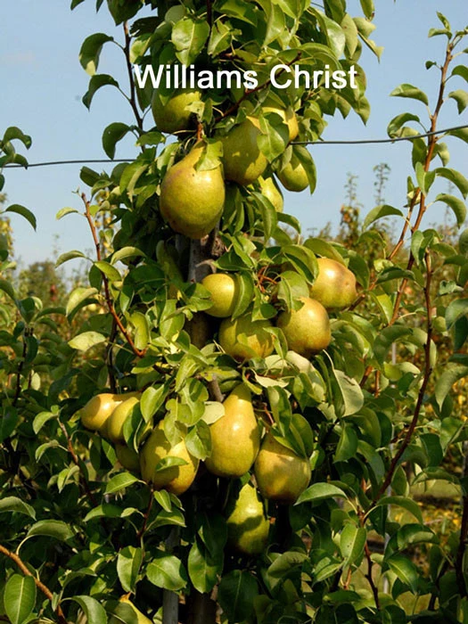 Familien-Birnbaum - Williams+Conference+Gute Luise+Nojabrskaja 4 Familien-Birnbaum - Williams+Conference+Gute Luise+Nojabrskaja – Bild 2