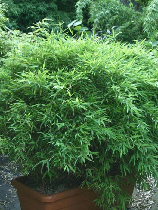 Fargesia Murielae 'Bimbo', Kleiner Gartenbambus 3 Fargesia Murielae 'Bimbo', Kleiner Gartenbambus