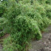 Fargesia Murielae 'Fresena', Schirm-Bambus, Garten-Bambus -Giardino 24 fargesia murielae freesena 1280x1280