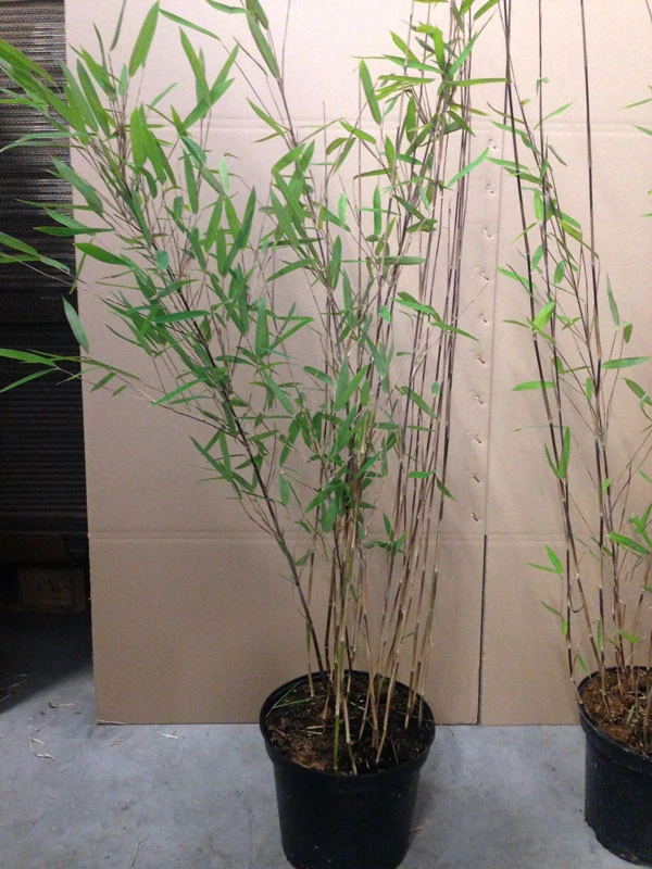 Fargesia Nitida 'Black Pearl' - Glänzender Schirm-Bambus 5 Fargesia Nitida 'Black Pearl' - Glänzender Schirm-Bambus – Bild 3