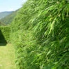 Fargesia Rufa, Grüner Heckenbambus -Giardino 24 fargesia rufa555994b9d2921 1280x1280