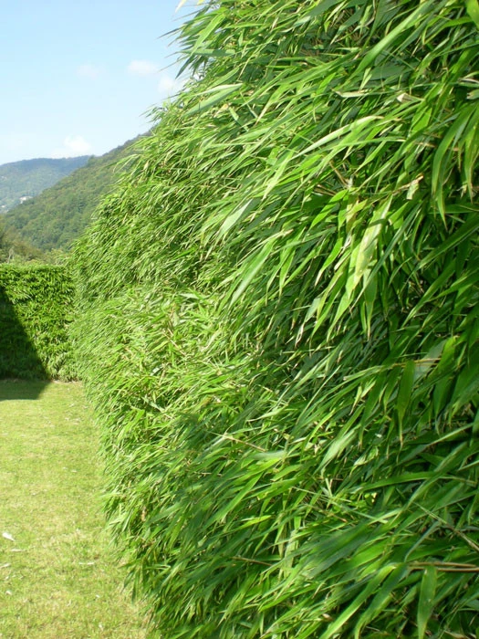 Fargesia Rufa, Grüner Heckenbambus 3 Fargesia Rufa, Grüner Heckenbambus