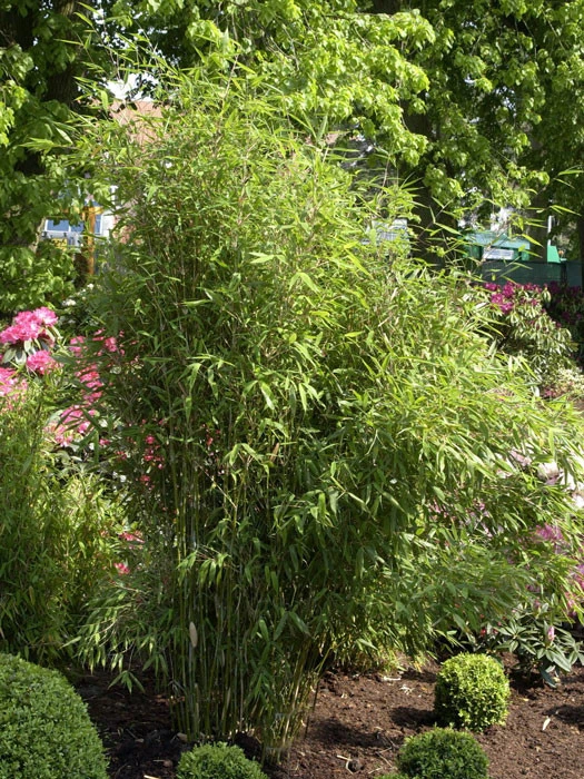 Fargesia Scabrida, Purpur-Bambus, Garten-Bambus 3 Fargesia Scabrida, Purpur-Bambus, Garten-Bambus