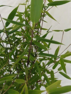 Fargesia Murielae 'Tiny', Schirmbambus 11 Fargesia Murielae 'Tiny', Schirmbambus -Giardino 24 fargesia tiny blatt 1280x1280