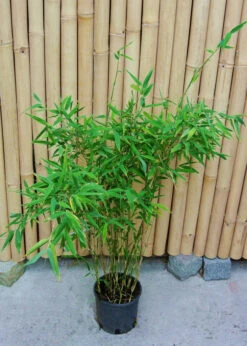 Fargesia Murielae 'Tiny', Schirmbambus 10 Fargesia Murielae 'Tiny', Schirmbambus -Giardino 24 fargesia tiny 1280x1280