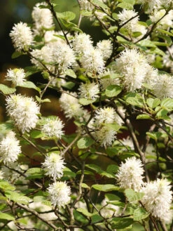 Fothergilla Major, Federbuschstrauch
