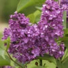 Syringa Vulgaris 'Charles Joly', Edel-Flieder 2 Syringa Vulgaris 'Charles Joly', Edel-Flieder -Giardino 24 flieder charles joly bluete5559943e79c08 1280x1280