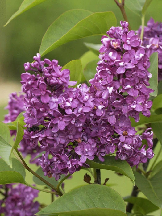 Syringa Vulgaris 'Charles Joly', Edel-Flieder 3 Syringa Vulgaris 'Charles Joly', Edel-Flieder
