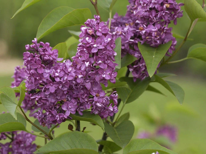 Syringa Vulgaris 'Charles Joly', Edel-Flieder 4 Syringa Vulgaris 'Charles Joly', Edel-Flieder – Bild 2