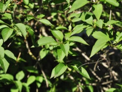 Syringa Chinensis, Chinesischer Flieder 7 Syringa Chinensis, Chinesischer Flieder -Giardino 24 flieder china blatt55599f4a2acaa 1280x1280