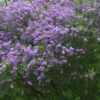 Syringa Chinensis, Chinesischer Flieder -Giardino 24 flieder china bluete 1280x1280
