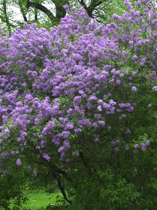 Syringa Chinensis, Chinesischer Flieder 3 Syringa Chinensis, Chinesischer Flieder