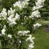 Syringa Vulgaris 'Madame Lemoine', Edel-Flieder -Giardino 24 flieder lemoine bluete5559943ebca1c 1280x1280