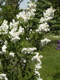 Syringa Vulgaris 'Madame Lemoine', Edel-Flieder