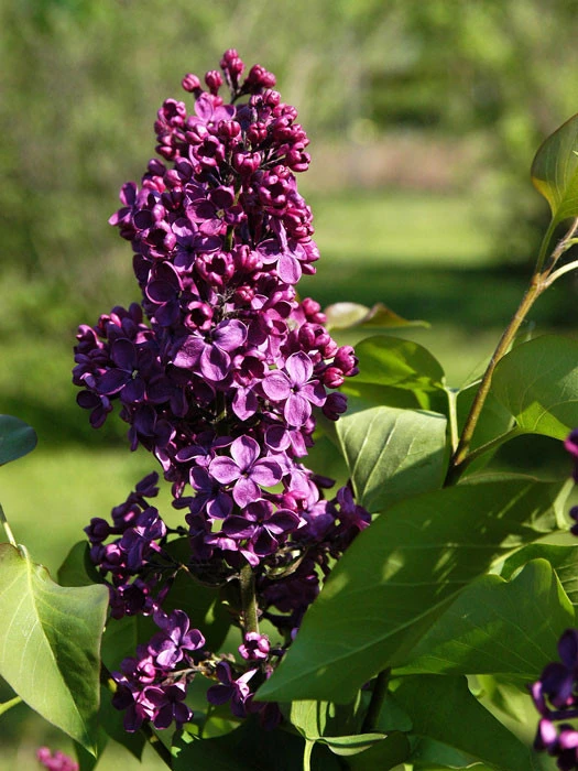 Syringa Vulgaris 'Andenken An Ludwig Späth' 3 Syringa Vulgaris 'Andenken An Ludwig Späth'