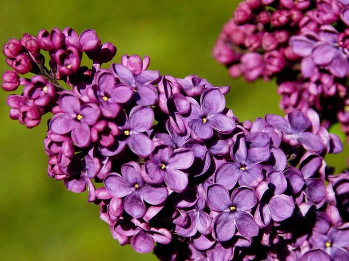 Syringa Vulgaris 'Andenken An Ludwig Späth' 4 Syringa Vulgaris 'Andenken An Ludwig Späth' – Bild 2