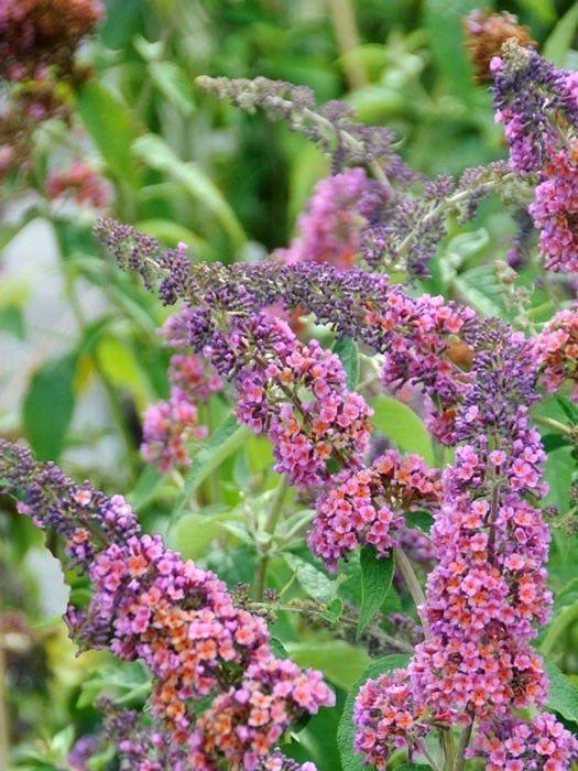 Buddleja Davidii 'Bicolor' (syn. Flower Power), Sommerflieder 4 Buddleja Davidii 'Bicolor' (syn. Flower Power), Sommerflieder – Bild 2