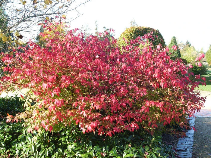 Euonymus Alatus, Flügel-Spindelstrauch 5 Euonymus Alatus, Flügel-Spindelstrauch – Bild 3