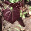 Cercis Canadensis 'Forest Pansy', Judasbaum 2 Cercis Canadensis 'Forest Pansy', Judasbaum -Giardino 24 forest pansy blatt 1280x1280
