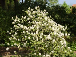Fothergilla Major, Federbuschstrauch 7 Fothergilla Major, Federbuschstrauch -Giardino 24 fothergilla major 1280x1280