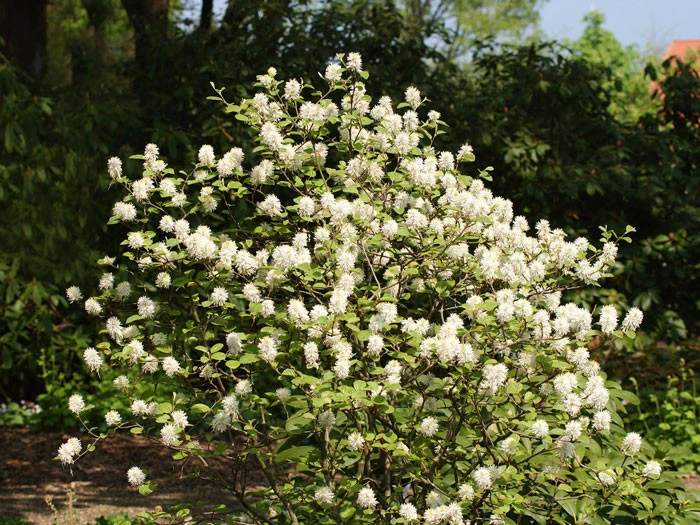 Fothergilla Major, Federbuschstrauch 5 Fothergilla Major, Federbuschstrauch – Bild 3