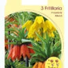 Kaiserkrone - Fritillaria Imperialis 'Prachtmischung' (Art.Nr. 5979800) -Giardino 24 fritillaria imperialis 1280x1280
