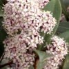 Skimmia Japonica, Frucht-Skimmie 2 Skimmia Japonica, Frucht-Skimmie -Giardino 24 frucht skimmie 1280x1280