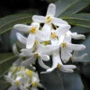 Osmanthus Burkwoodii, Frühlings-Duftblüte 1 Osmanthus Burkwoodii, Frühlings-Duftblüte -Giardino 24 fruehlingsduftbluete 1280x1280