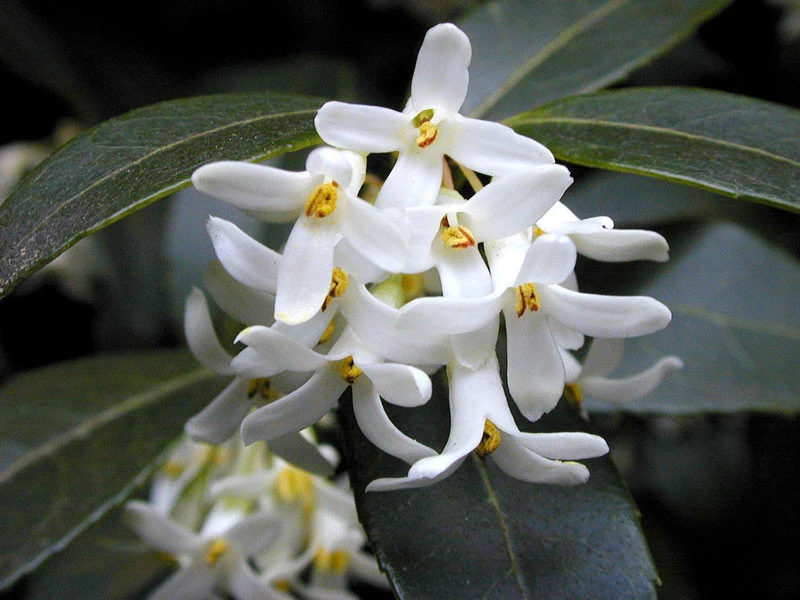 Osmanthus Burkwoodii, Frühlings-Duftblüte 3 Osmanthus Burkwoodii, Frühlings-Duftblüte