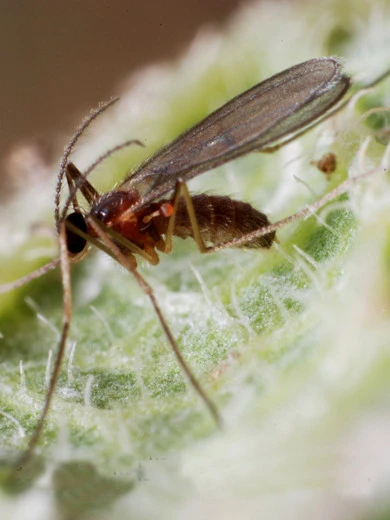 Aphidoletes-Gallmücke (Art.Nr. KB4046) 3 Aphidoletes-Gallmücke (Art.Nr. KB4046)