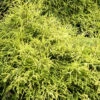 Chamaecyparis Pisifera 'Sungold', Gelbe Fadenzypresse 1 Chamaecyparis Pisifera 'Sungold', Gelbe Fadenzypresse -Giardino 24 gelbe fadenzypresse sungold5559943acb2ca 1280x1280