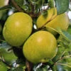 Apfel Gelber Edelapfel -Giardino 24 gelberedelapfel 155599416443f6 1280x1280