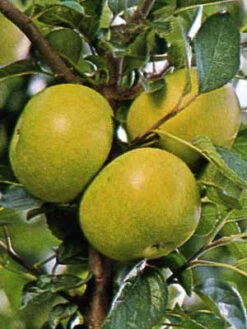 Apfel Gelber Edelapfel