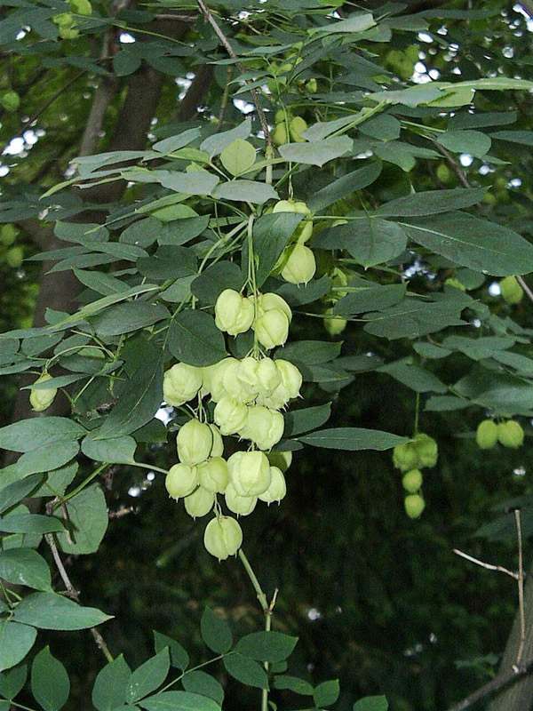 Staphylea Pinnata, Gemeine Pimpernuss 3 Staphylea Pinnata, Gemeine Pimpernuss
