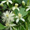 Clematis Vitalba, Gemeine Waldrebe 1 Clematis Vitalba, Gemeine Waldrebe -Giardino 24 gemeine waldrebe 1280x1280
