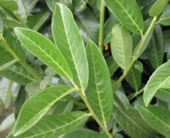 Prunus Laurocerasus Genolia® 'Mariblon', Säulenförmiger Kirschlorbeer 11 Prunus Laurocerasus Genolia® 'Mariblon', Säulenförmiger Kirschlorbeer -Giardino 24 genolia mariblon blatt 1280x1280