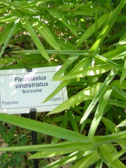 Pleioblastus Viridistriatus (Pleioblastus Auricoma), Gestreifter Zwergbambus 7 Pleioblastus Viridistriatus (Pleioblastus Auricoma), Gestreifter Zwergbambus -Giardino 24 gestreifter zwergbambus 1280x1280