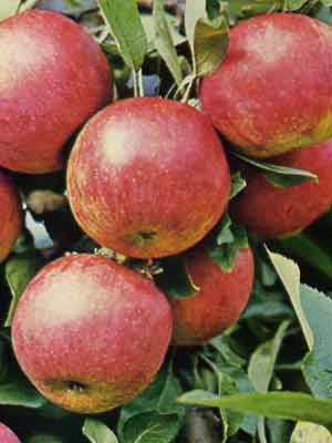 Apfel Gewürzluiken 3 Apfel Gewürzluiken